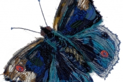 Butterfly-8_web