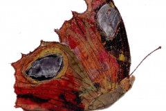 Butterfly-side-view_web