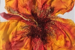 orange-yellow-hibiscus