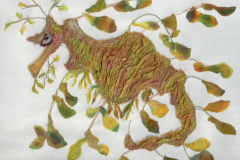 Leafy-Sea-Dragon_web